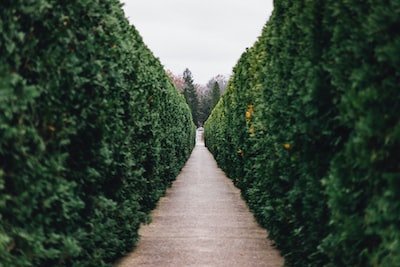 Embellir son jardin avec des haies : comment les choisir et les entretenir ?